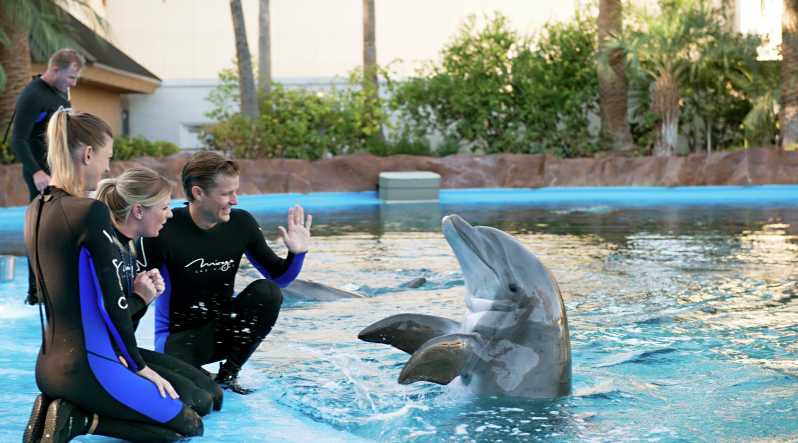 Hurghada: Dolphin Show Biletleri ve Transferleri